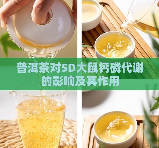 普洱茶对SD大鼠钙磷代谢的影响及其作用