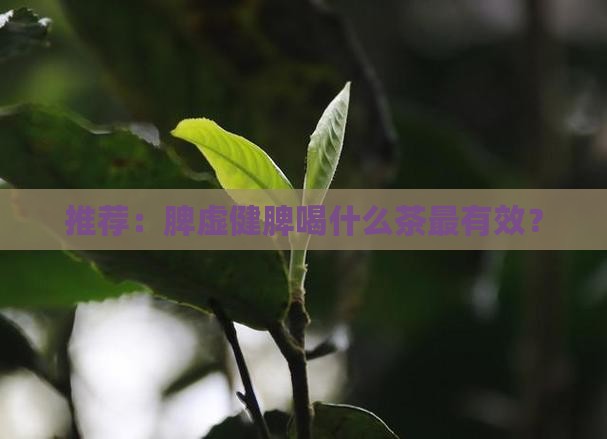 推荐：脾虚健脾喝什么茶最有效？
