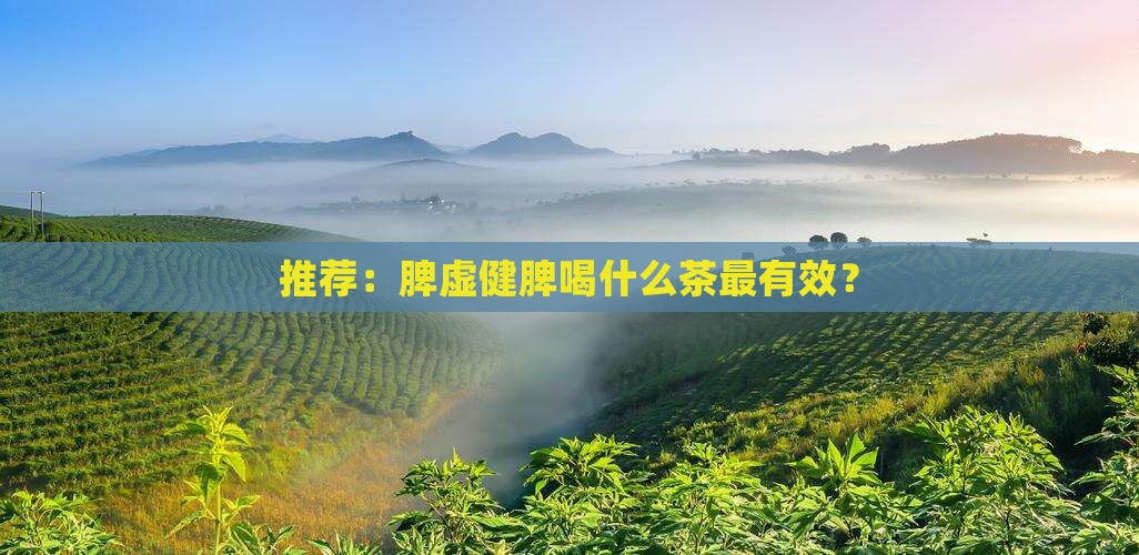 推荐：脾虚健脾喝什么茶最有效？