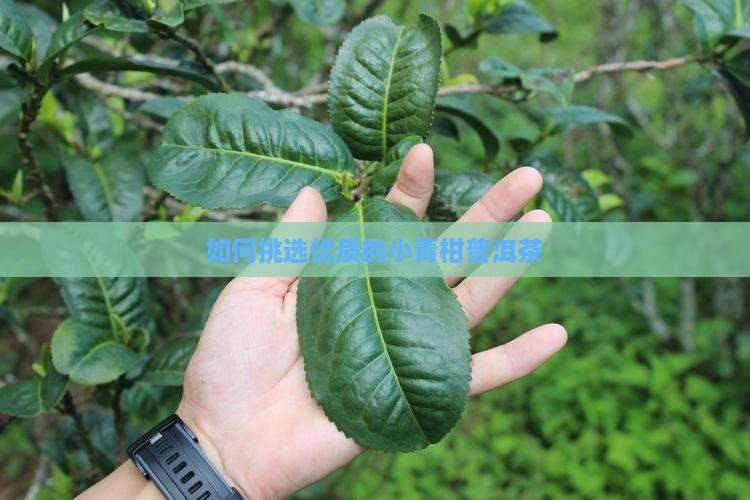 如何挑选优质的小青柑普洱茶