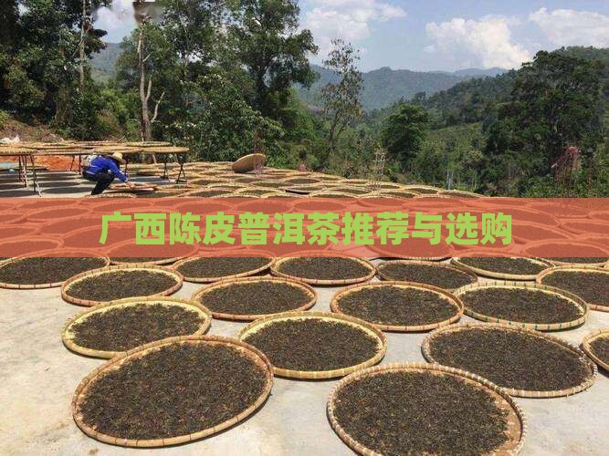 广西陈皮普洱茶推荐与选购