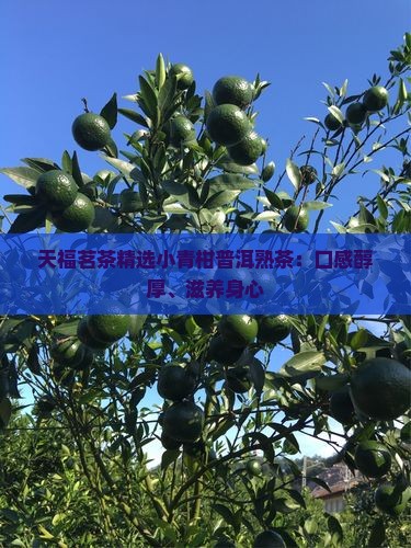 天福茗茶精选小青柑普洱熟茶：口感醇厚、滋养身心