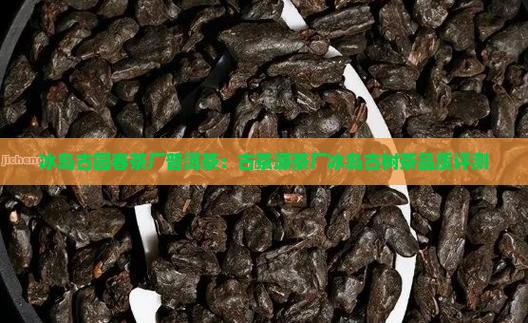 冰岛古园春茶厂普洱茶：古茶源茶厂冰岛古树茶品质评测