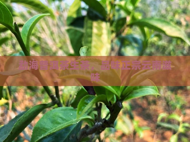 勐海普洱茶生茶，品味正宗云南滋味
