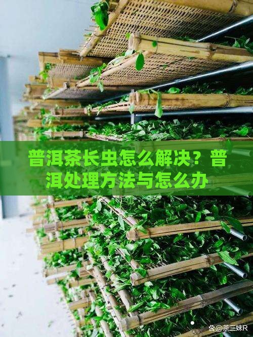 普洱茶长虫怎么解决？普洱处理方法与怎么办