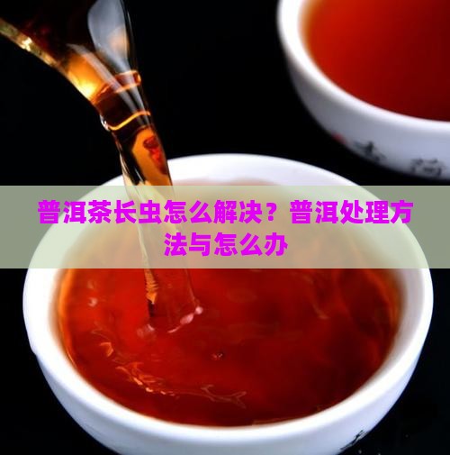 普洱茶长虫怎么解决？普洱处理方法与怎么办