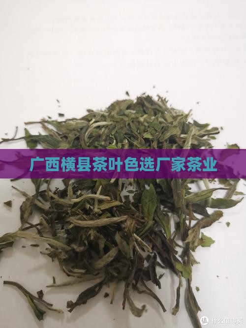 广西横县茶叶色选厂家茶业