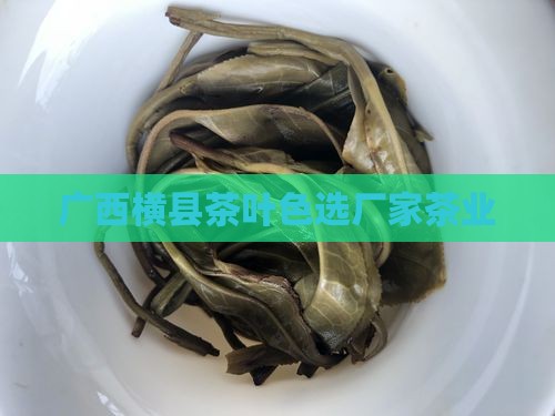 广西横县茶叶色选厂家茶业