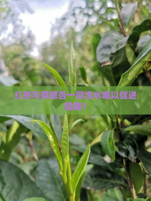 红枣与茶臆否一同泡水喝以促进健康？