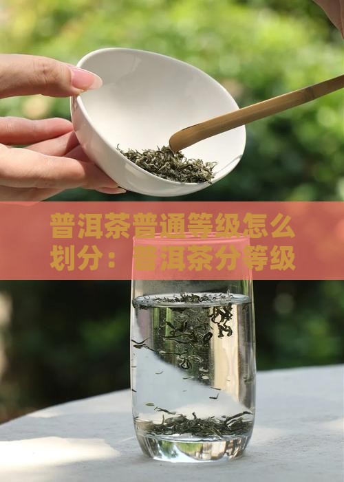 普洱茶普通等级怎么划分：普洱茶分等级详解