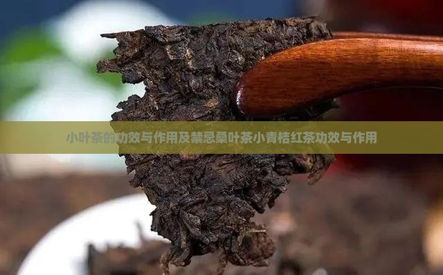 小叶茶的功效与作用及禁忌桑叶茶小青桔红茶功效与作用