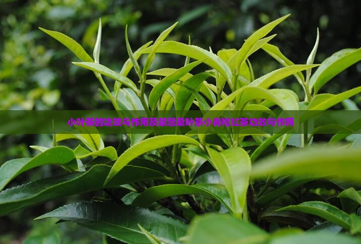 小叶茶的功效与作用及禁忌桑叶茶小青桔红茶功效与作用