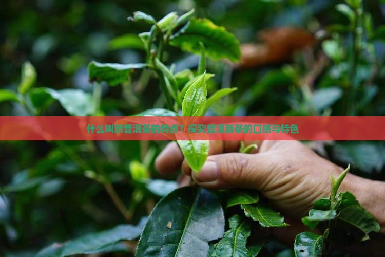 什么叫新普洱茶的特点？探究普洱新茶的口感与特色