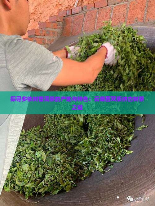 探寻多依树普洱茶的产地与特色：云南西双版纳古树茶之谜