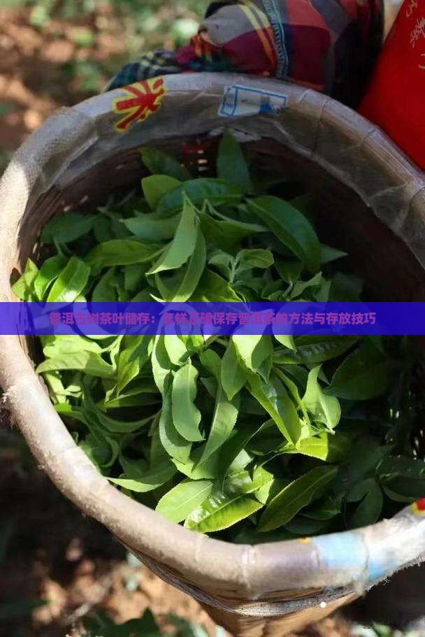 普洱古树茶叶储存：怎样正确保存普洱茶的方法与存放技巧