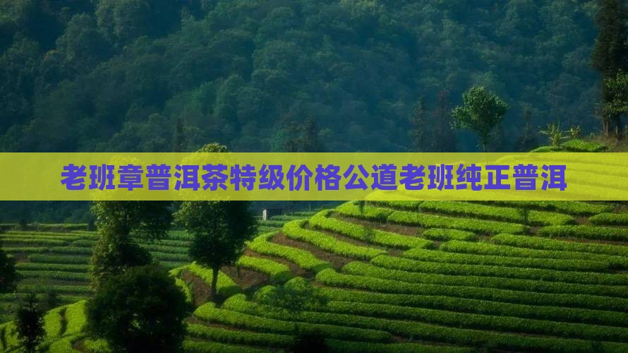老班章普洱茶特级价格公道老班纯正普洱