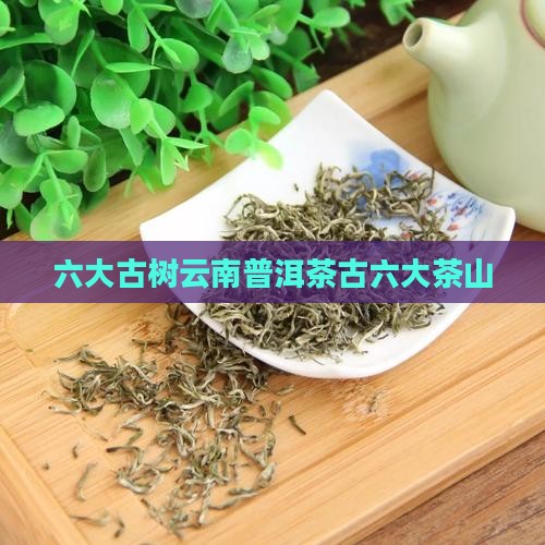 六大古树云南普洱茶古六大茶山