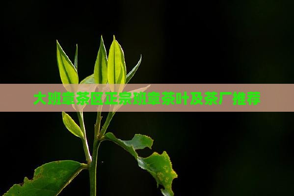大班章茶区正宗班章茶叶及茶厂推荐