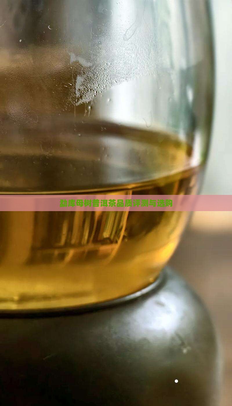 勐库母树普洱茶品质评测与选购