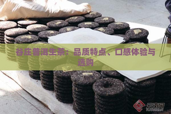 谷庄普洱生茶：品质特点、口感体验与选购