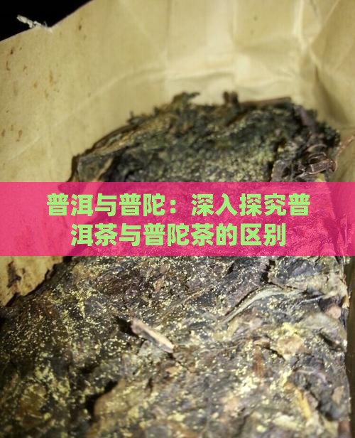 普洱与普陀：深入探究普洱茶与普陀茶的区别