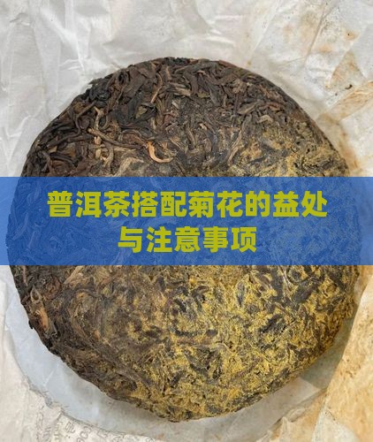 普洱茶搭配菊花的益处与注意事项