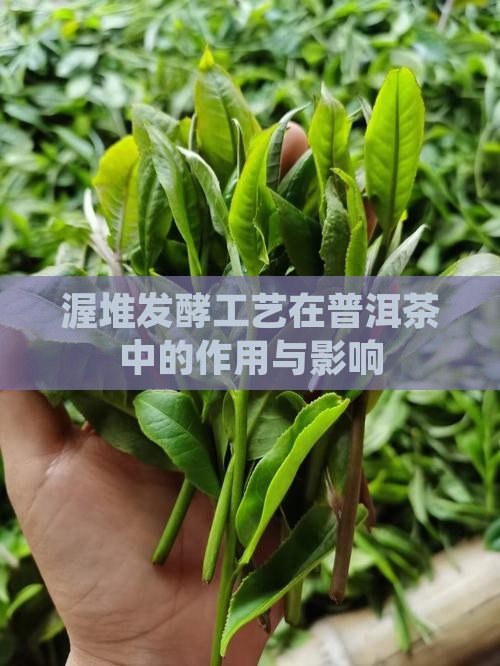 渥堆发酵工艺在普洱茶中的作用与影响