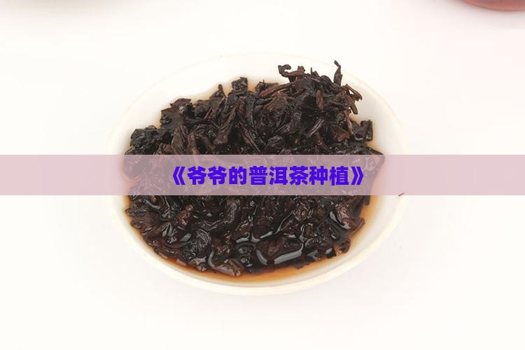 《爷爷的普洱茶种植》