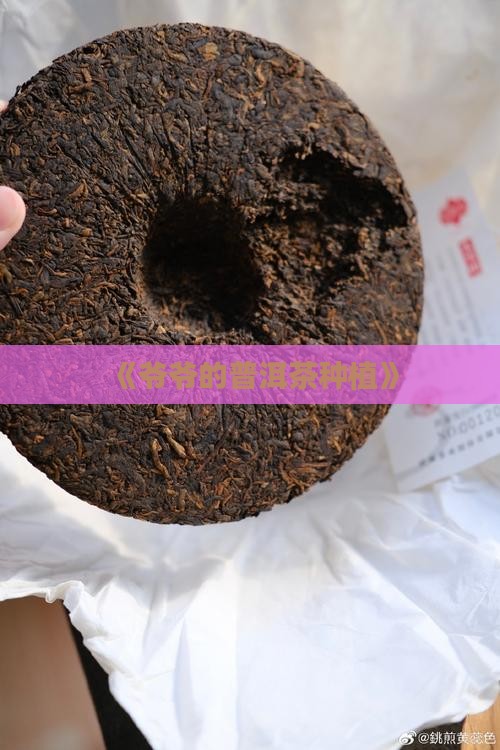 《爷爷的普洱茶种植》