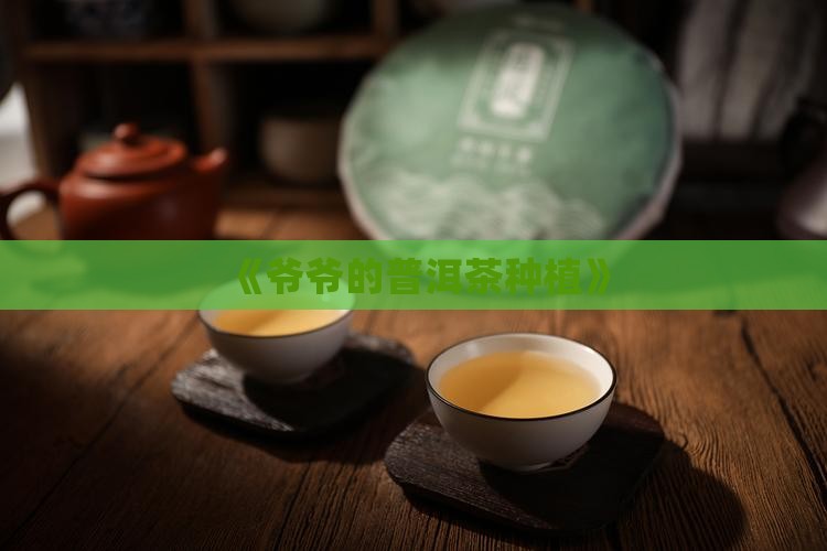 《爷爷的普洱茶种植》