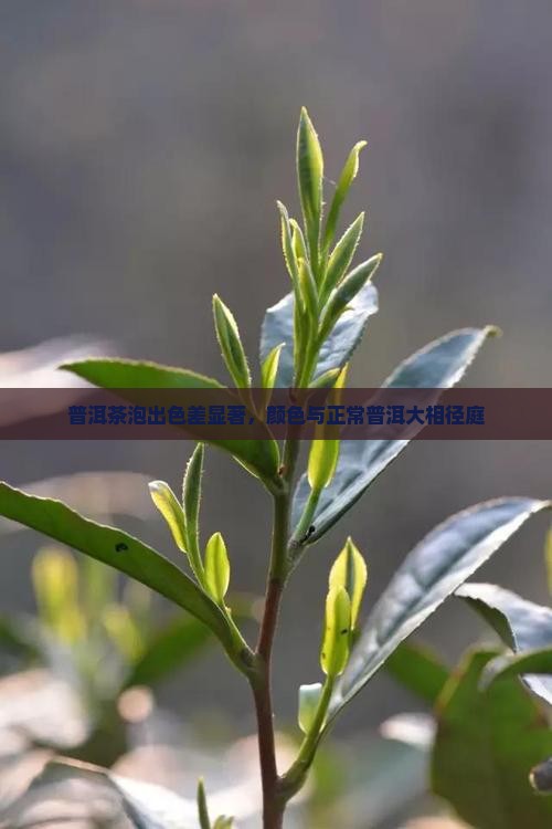 普洱茶泡出色差显著，颜色与正常普洱大相径庭