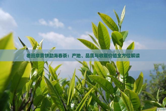 老班章贡饼勐海春茶：产地、品质与收藏价值全方位解读