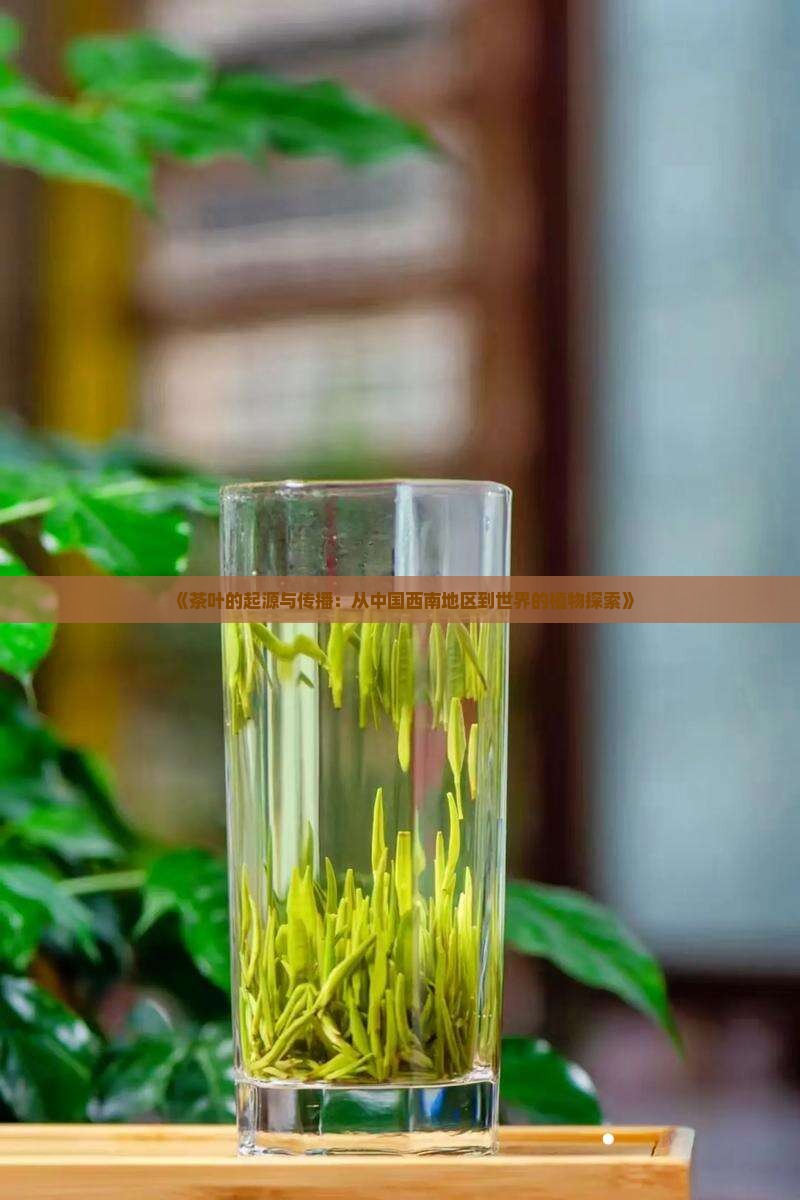 《茶叶的起源与传播：从中国西南地区到世界的植物探索》