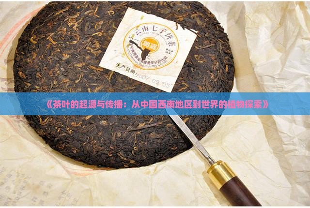 《茶叶的起源与传播：从中国西南地区到世界的植物探索》