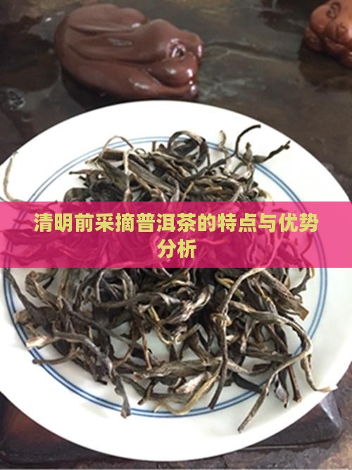 清明前采摘普洱茶的特点与优势分析