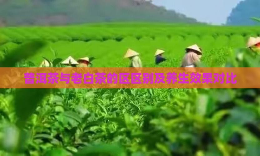 普洱茶与老白茶的区区别及养生效果对比