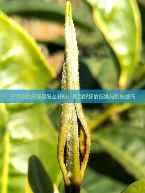 普洱茶的好坏是怎么分辨：鉴别好坏的标准与挑选技巧