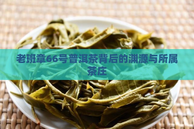 老班章66号普洱茶背后的渊源与所属茶庄