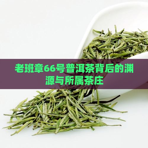 老班章66号普洱茶背后的渊源与所属茶庄