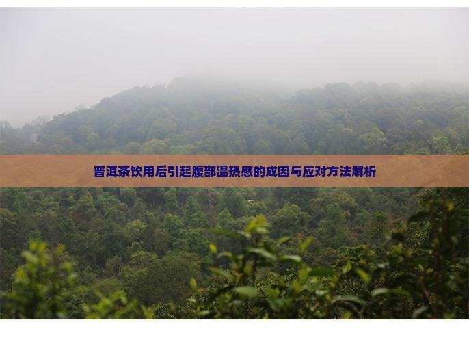 普洱茶饮用后引起腹部温热感的成因与应对方法解析