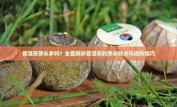 普洱茶芽头多吗？全面解析普洱茶的芽头特点与选购技巧