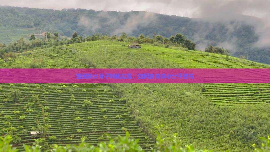 普洱茶大分子转化过程：如何变成微小分子结构