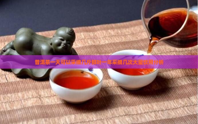 普洱茶一天可以采摘几斤鲜叶一年采摘几次大量饮用分析