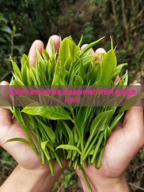 普洱茶叶高档礼盒 散装普洱批发价格厂家直供 包装盒图片展示