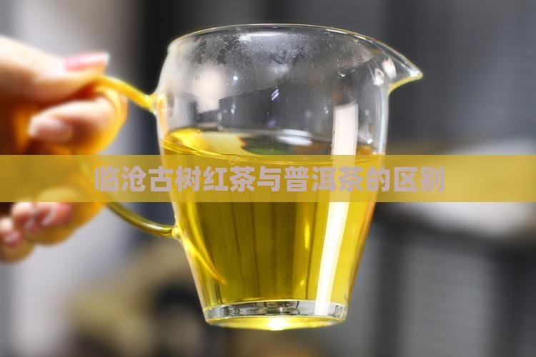 临沧古树红茶与普洱茶的区别