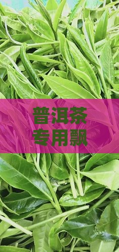 普洱茶专用飘逸杯冲泡技巧