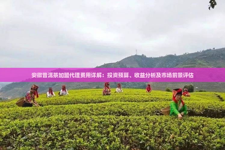 安徽普洱茶加盟代理费用详解：投资预算、收益分析及市场前景评估