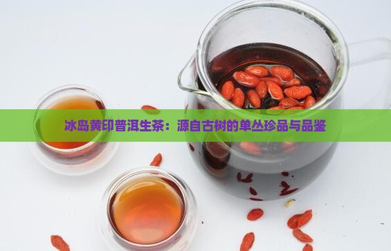 冰岛黄印普洱生茶：源自古树的单丛珍品与品鉴