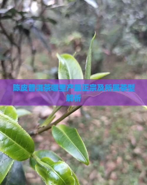 陈皮普洱茶哪里产最正宗及所属茶型解析