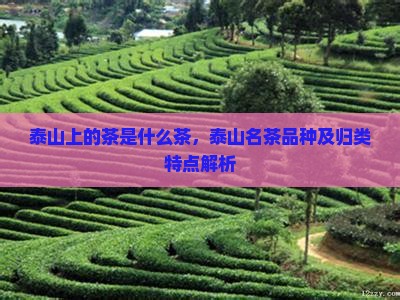 泰山上的茶是什么茶，泰山名茶品种及归类特点解析
